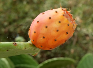 CACTUS FRUIT             CLOSE UP FOOD IMAGE