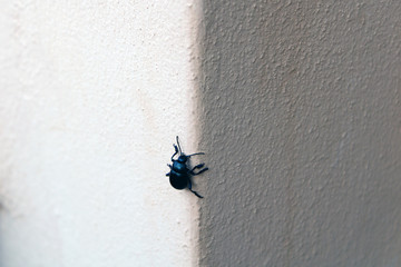 Coleottero coleoptera nero ambulazione dall'alto