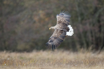 Birds of prey - white-tailed eagle in flight (Haliaeetus albicilla)