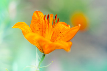 Obraz premium Orange lily flower in the summer garden
