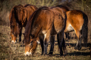 Naklejka na ściany i meble Closeup on heard of wild horses, exmoor pony grazing in Masovice, Podyji, Czech Republic 