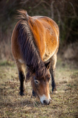 Wild horse, exmoor pony grazing in Masovice, Podyji, Czech Republic