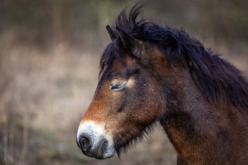 Obraz premium Close up portrait of head of wild horses, exmoor pony grazing in Masovice, Podyji, Czech Republic 