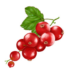 Hand drawn watercolor illustration of the food: ripe tasty red currant branch, isolated on the white background