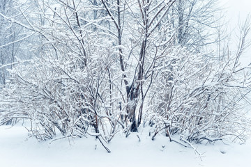 winter forest, its snowfall