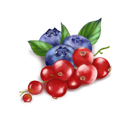 Hand drawn watercolor illustration of the food: ripe tasty red currant and blueberry isolated on the white background - Illustration