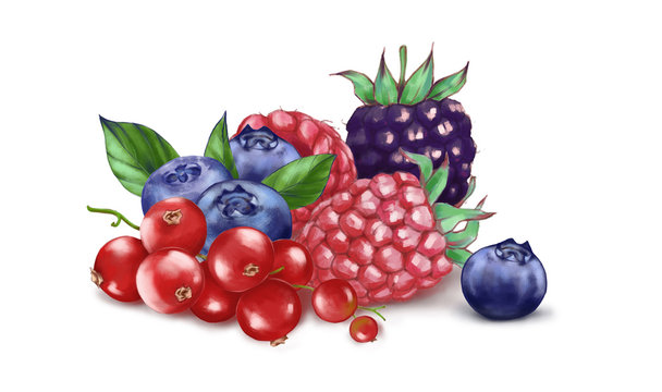 Hand drawn watercolor illustration of the food: ripe tasty red currant, blueberry, blackberries and raspberry isolated on the white background - Illustration