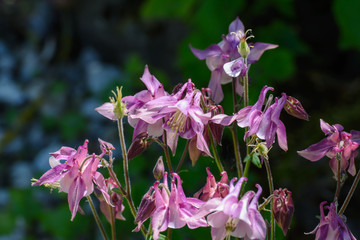Blüten der Akelei rosa