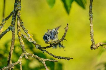 Junge Blaumeise beim morgentlichen Bad