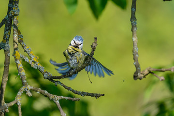 Junge Blaumeise beim morgentlichen Putzen