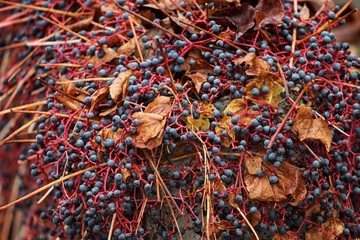 wilder Wein im Herbst