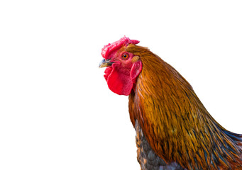 beautiful cock head on a white background isolated