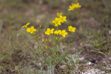 beautiful wild yellow flower called linum flavum also called as Dwarf Golden Flax