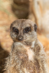 Fototapeta premium Cute Meerkat