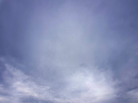 Stormo di uccellini
