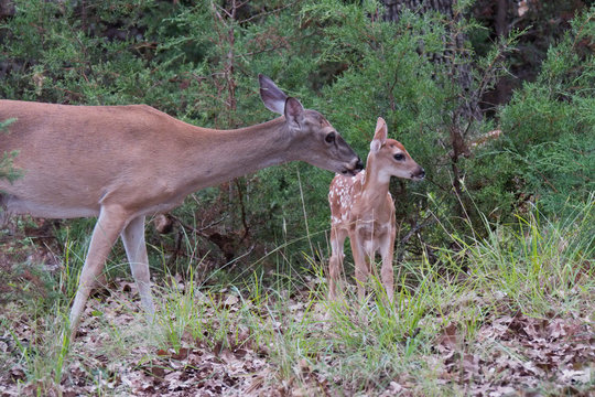 Texas white-tailed deer doe and fawn