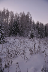 Northern forest