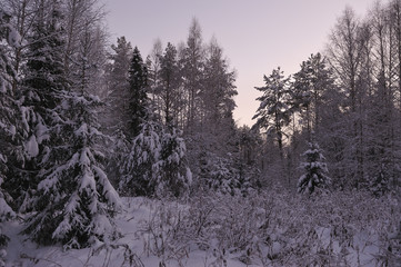Northern forest
