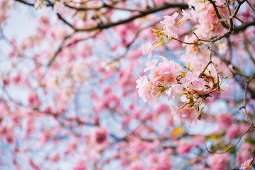 Obraz premium Pink Trumpet Tree or Pink Tabebuia