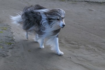 Collie im Wind am Strand, Konzept Haustiere, langes Fell, Hunde Frisur