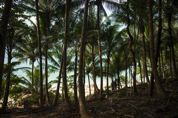 (selective focus) Beautiful panorama full of green palm trees and a spectacular sea in the background, Phuket, Thailand.