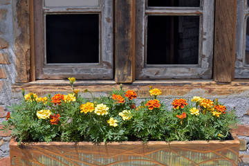 Flower pot under the wooden window