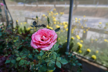 Closeup of blossom pink rose in glasshouse in daytime in rural area for love, passion, relaxation, travel, agritourism, agrotourism, season, time, holiday, agriculture, career and vocational concept