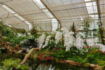 white orchid in tropical garden in glasshouse in daytime for love, passion, relaxation, travel, agritourism, agrotourism, season, time, holiday, agriculture concept