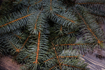 Fresh spruce twigs. Wooden gray table of planks on which spruce twigs are laid out. winter card background