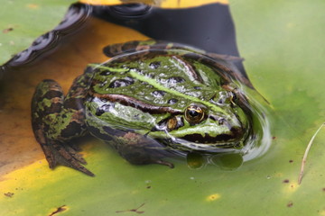 Wasserfrosch    Pelophylax    (Pelophylax)
