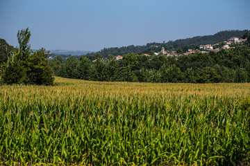 Fototapeta na wymiar green corn landscape in portugal