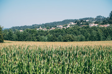 Corn field leaf close up