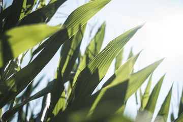 Corn field leaf close up