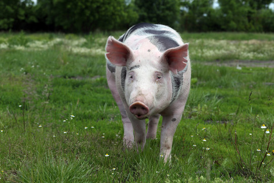 Head of young pig on pasture summertime