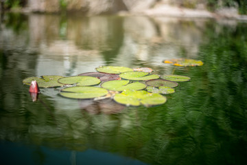 Obraz na płótnie Canvas Beautiful tropical lily pads in a pond