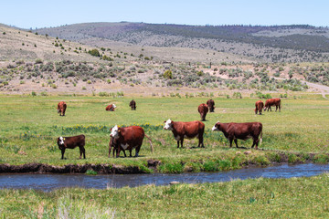 Cattle in the green meadow and a small canal flows pass farm with mountains  background behind the farm.