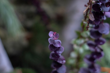 Purple Flower