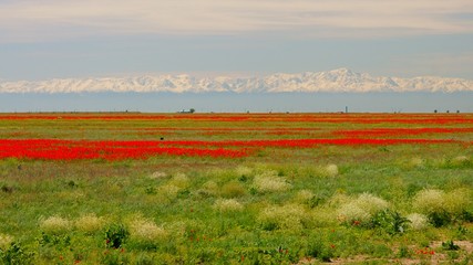 Steppe in Kazakhstan. Poppies and Tien-Shan mountains