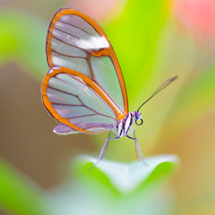 Obraz na płótnie Canvas Schmetterlinge