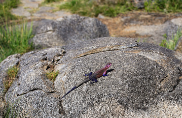 small bright lizard on rock with blurred background