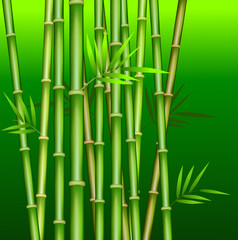 Fototapeta premium Bamboo stem