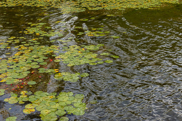 lily pads floating on the surface of a lake