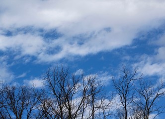 The clouds in the blue sky over the treetops. 