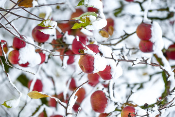 overripe apples covered with snow