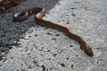 Wild snake dangerously crossing road