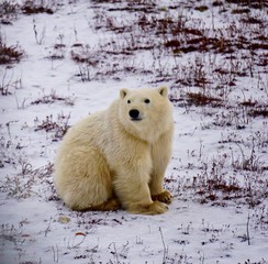 close up of young polar bear