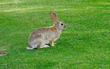 rabbit in the grass