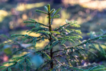 Closeup of Forest Vegetation with Grass and Foliage