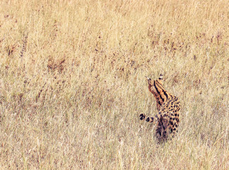 Serval in Africa with blurred space on left for text