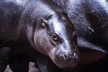 Baby Pygmy Hippo